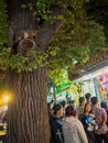 Possum Hiding in a tree at festival