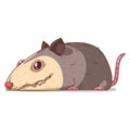 A Possum, isolated vector illustration. Funny cartoon picture for children of tired opossum lying. A humorous possum sticker.