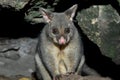 Possum in Mount Gambier Royalty Free Stock Photo
