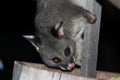 Possum In My Bird Feeder Royalty Free Stock Photo