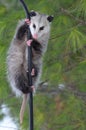 Possum on a Pole Royalty Free Stock Photo