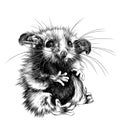 Possum sketch vector