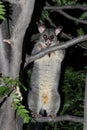 Possum in Tree Looking at me Royalty Free Stock Photo