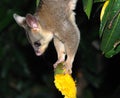 Possum upside-down