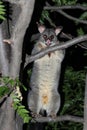 Possum in Tree Watching Me Royalty Free Stock Photo