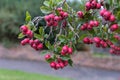 Possumhaw Ilex decidua and cvs. fruiting in East Grinstead Royalty Free Stock Photo