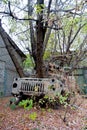 Post-apocalyptic concept. Trees are growing from abandoned broken rusty truck