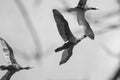 Cormorants flying over