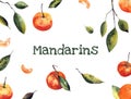 Watercolor illustration with mandarins and leaves on a white background. Hand draw painting