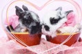 Post card with two rabbit Royalty Free Stock Photo