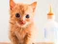 Post-feeding, orphan ginger kitten sitting by bottle Royalty Free Stock Photo