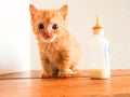 Post-feeding, orphan ginger kitten sitting by bottle Royalty Free Stock Photo