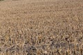 Post harvest corn field showing broken stalks, stumps and husks Royalty Free Stock Photo