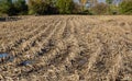 Post harvest corn field with stalk stumps Royalty Free Stock Photo