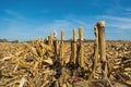 Post-harvest residues of corn on the field before being processed into the soil as organic Royalty Free Stock Photo