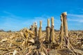 Post-harvest residues of corn on the field before being processed into the soil as organic Royalty Free Stock Photo