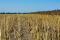 Post-harvest sunflower residues on the field against the sky Royalty Free Stock Photo