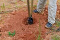 Post hole digger used by man for digging a fence post Royalty Free Stock Photo