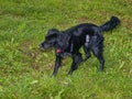 Post-op black dog - sterilisation