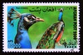Postage stamp Afghanisatn, 2000. Common Peacock Pavo cristatus bird