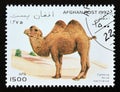 Postage stamp Afghanistan, 1997. Bactrian Camel Camelus ferus bactrianus