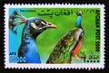 Postage stamp Afghanistan 2000. Common Peacock Pavo cristatus bird