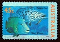 Postage stamp Australia, 1995. Potato Cod Epinephelus tukula, Maori Wrasse Cheilinus undulatus fish Royalty Free Stock Photo