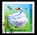 Postage stamp Belarus, 1994. Mute Swan Cygnus olor bird