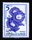 Postage stamp Bulgaria, 1986. Bindweed Convolvulus tricolor garden flower