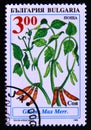 Postage stamp Bulgaria 1995. Chickpea plant