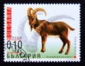 Postage stamp Bulgaria, 2000. Ibex Capra ibex