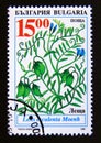 Postage stamp Bulgaria, 1995. Lentil plant Lens culinaris