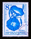 Postage stamp Bulgaria, 1986. Morning Glory Ipomoea tricolor garden flower Royalty Free Stock Photo