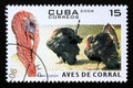 Postage stamp Cuba, 2006. Domesticated Turkey bird Meleagris gallopavo Royalty Free Stock Photo