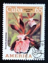 Postage stamp Cuba, 2003. Encyclia phoenicea orchid flower