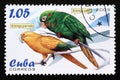 Postage stamp Cuba, 2005. Golden Parakeet bird Aratinga guarouba Royalty Free Stock Photo