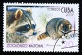 Postage stamp Cuba 2007, Raccoon, Procyon lotor