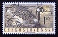 Postage stamp Czechoslovakia, 1960. Greylag Goose Anser anser bird