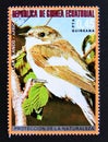 Postage stamp Equatorial Guinea, 1976. Female Semi collared Flycatcher Ficedula semitorquata bird