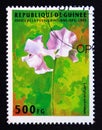 Postage stamp Guinea, 1995. Lathyrus odoratus flower