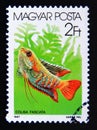 Postage stamp Hungary, Magyar, 1987. Banded gourami colisa fasciata fish