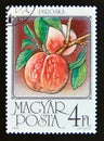 Postage stamp Hungary, Magyar, 1986. Peaches fruit