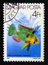 Postage stamp Hungary, Magyar, 1987. Ram papiliochromis ramirezi fish Royalty Free Stock Photo