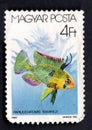 A post stamp printed in HUNGARY showing tropical fish