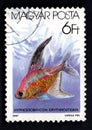 A post stamp printed in HUNGARY showing tropical fish