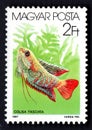 A post stamp printed in HUNGARY showing tropical fish