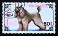 Postage stamp Mongolia, 1991. Royal Poodle dog canis lupus familiaris