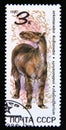 Postage stamp Soviet Union USSR, 1990. Chalicotherium prehistoric dinosaur