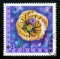Postage stamp Poland, 1968. Abutilon flower