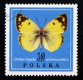 Postage stamp Poland, 1967. Clouded Yellow Colias hyale butterfly